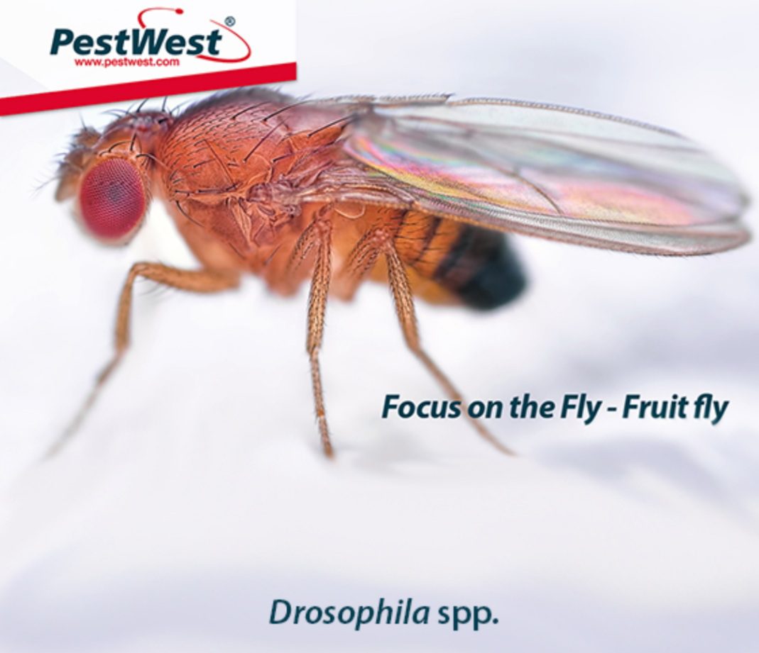 12 trappole biologiche Orma Fruit Fly Trap cattura moscerini Drosofilidi